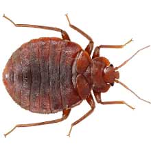 عکس ساس, حشره ساس,