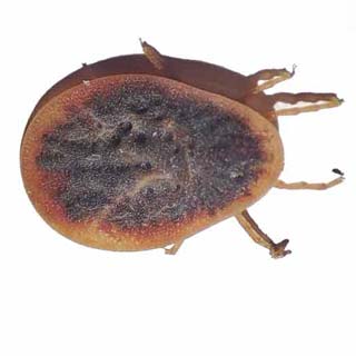 سمپاشی کنه کبوتر