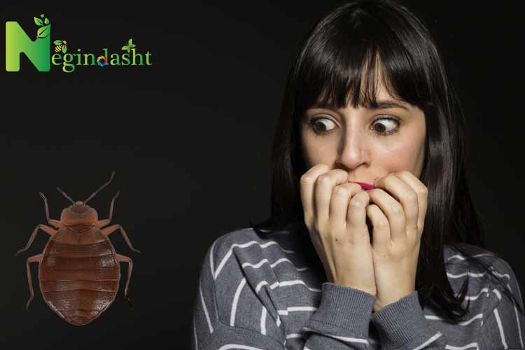 bedbug phobia scared woman