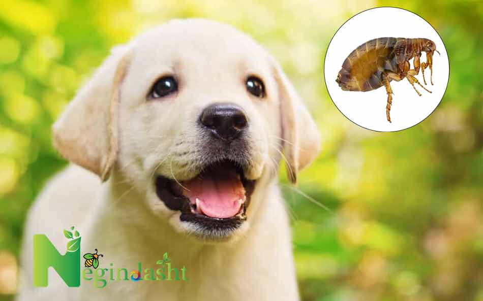 dog fleas negindasht 3