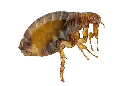 عکس کک سگ, کک,