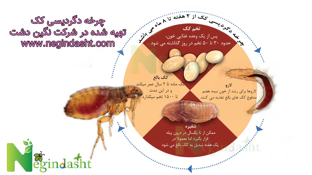 چرخه زندگی کک سگ چرخه زندگی سگ