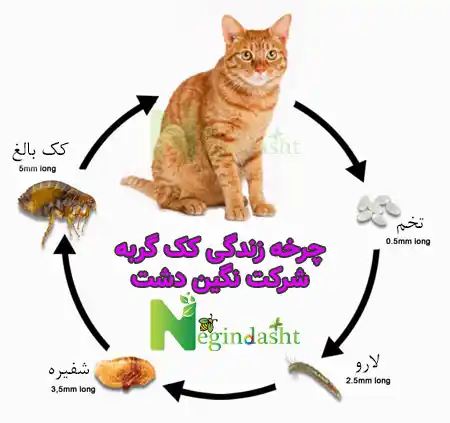 کک گربه، عکس کک گربه