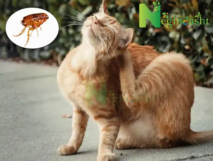 کک گربه، عکس کک گربه