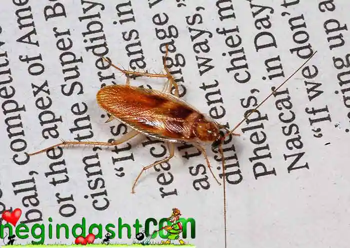 سوسک کابینت