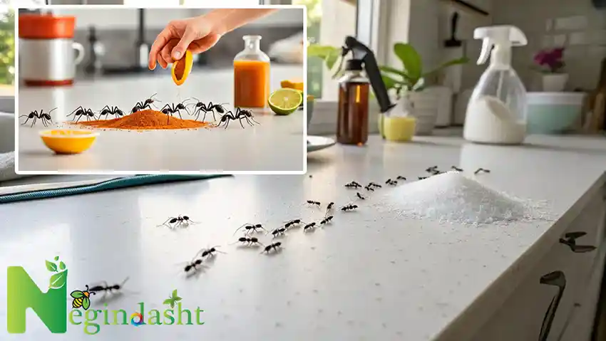 کنترل آفت مورچه در آشپزخانه توسط متخصصان نگین دشت
