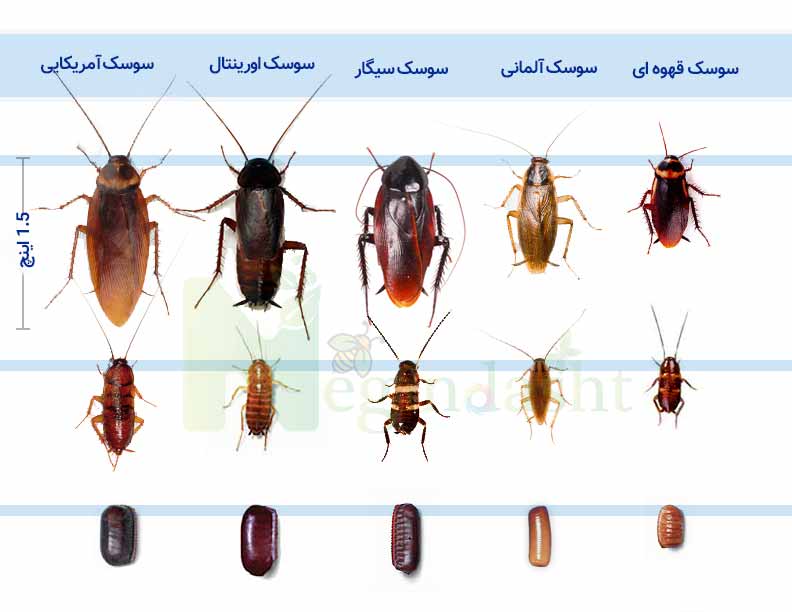 Eno cockroach