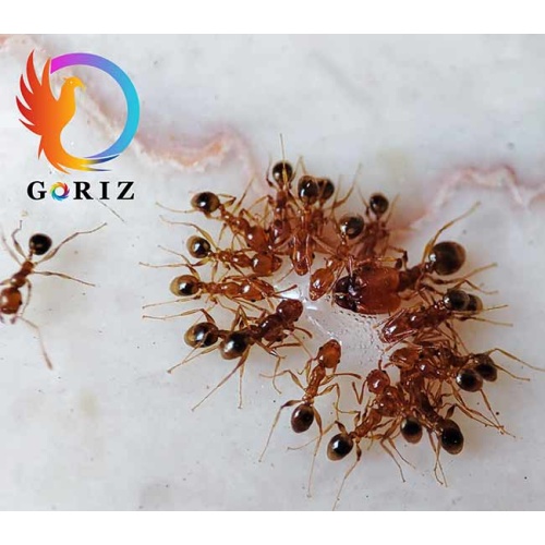 ant_gel_goriz_negindasht_2