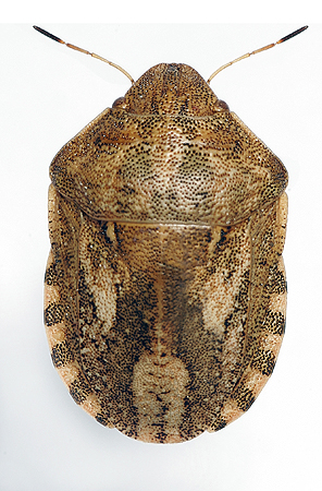 Eurygaster integriceps Put 296×450
