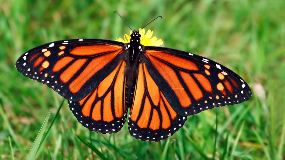 monarch butterfly grass.adapt 