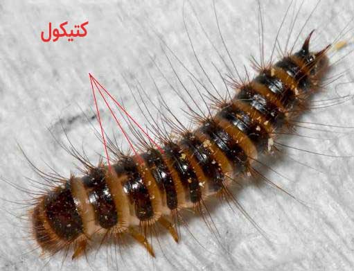 لارو سوسک مخفی Dermestes peruvianus - نگین دشت