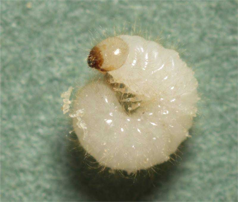 لارو سوسک عنکبوتی Ptinus tectus - نگین دشت