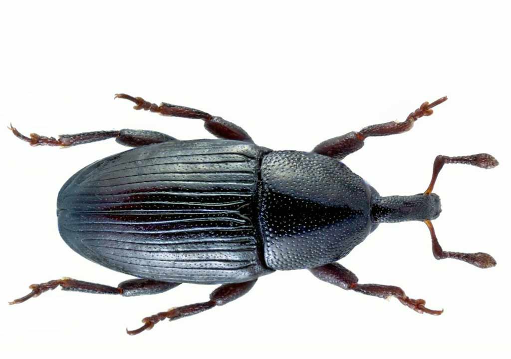 curculionidae family
