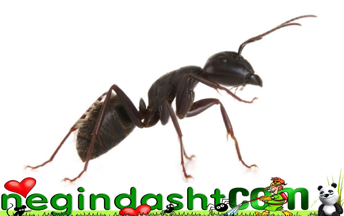 House Ant