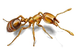 thief ant