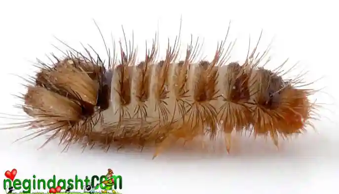 anthrenus verbasci شفیره سوسک فرش