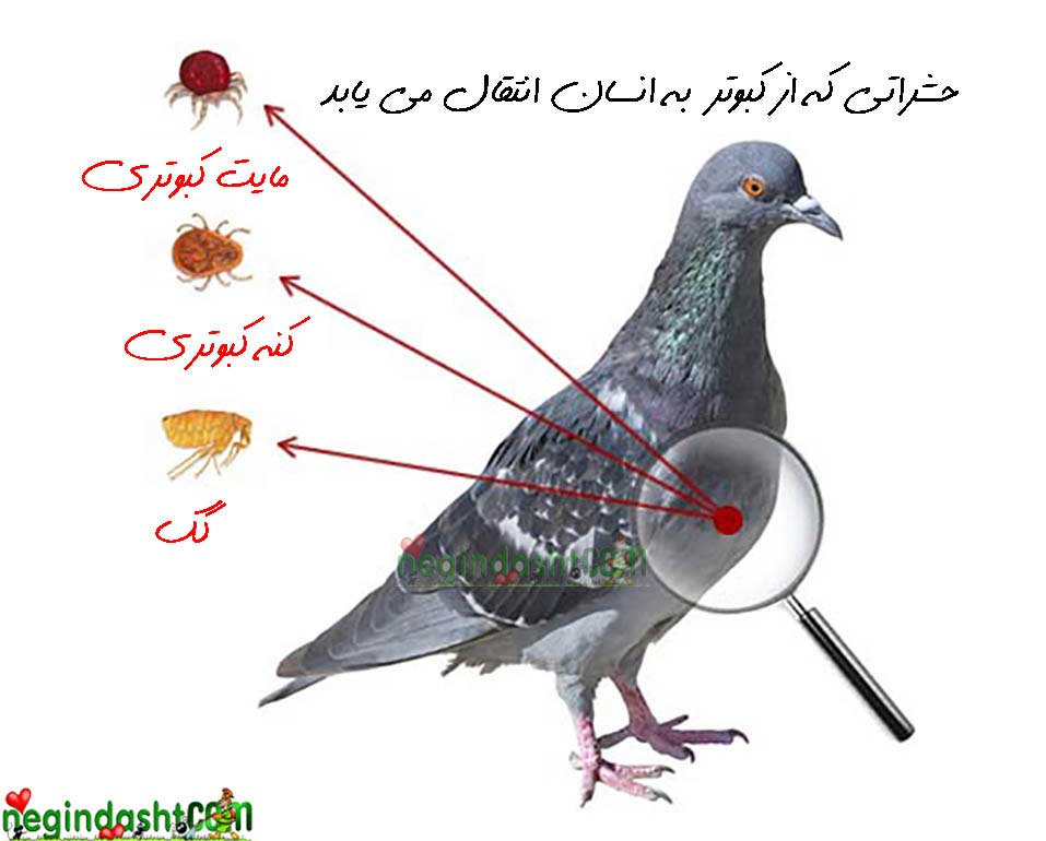 hazards of pigeon ticks and mites 957×770 کنه های کبوتر