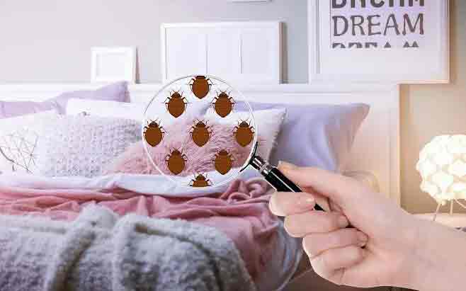 ساس تختخوابی و دیدن ساس در تشک خوشخواب Bed bug furniture inspection