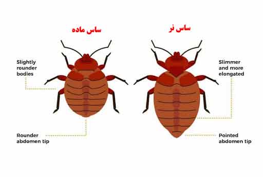 Male Female bedbug negindasht co  512 x 346