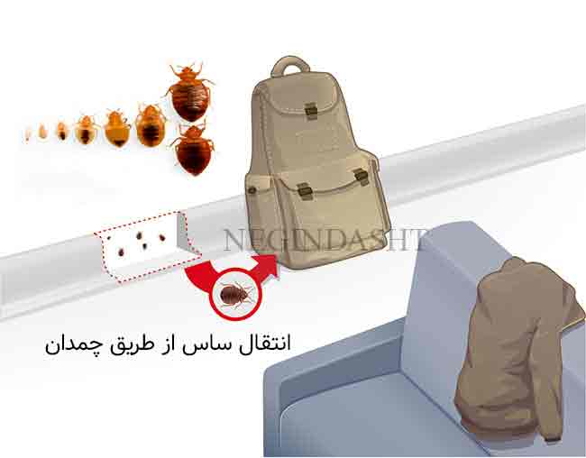 انتقال ساس از طریق چمدان و مسافرت Transmission of bed bugs from travel and luggage