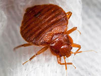 bedbug image by negindasht