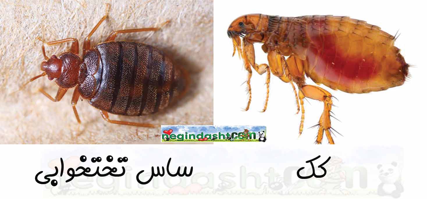 bedbugs flea 1468 x 684