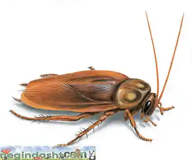 american cockroach