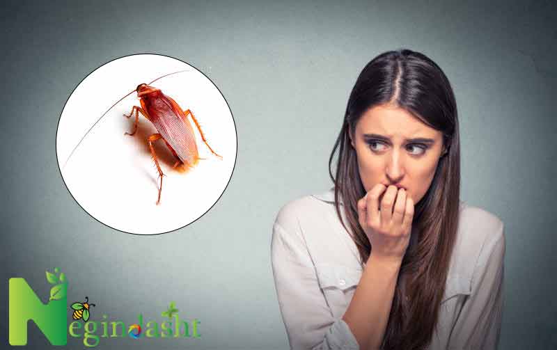 phobiawoman american cockroach