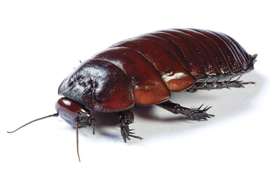 Rhinoceros cockroaches 900×599