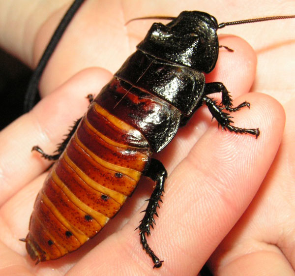 madagascar hissing cockroach 600×561