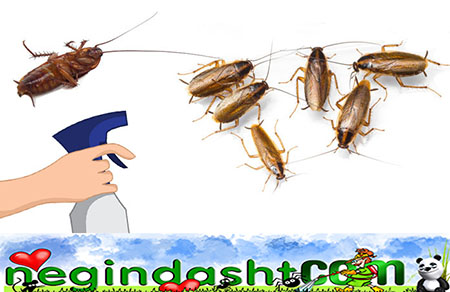 Natural Ways to Get Rid of German Roaches Baby Roaches 450 × 292