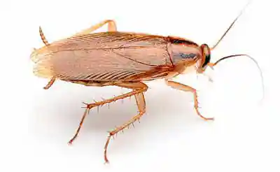 سوسک آلمانی (Blattella germanica) - شکل ظاهری و مشخصات