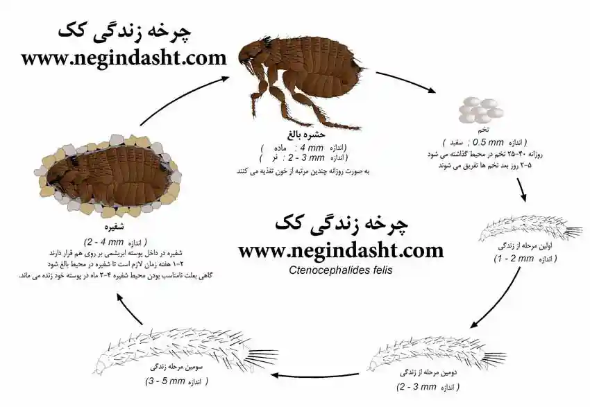 چرخه زندگی کک — سمپاشی کک نگین دشت