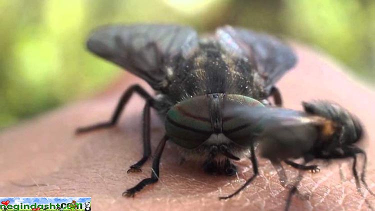 Horse fly Insect Photos 750×422 خرمگس 