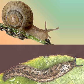 slugs snails