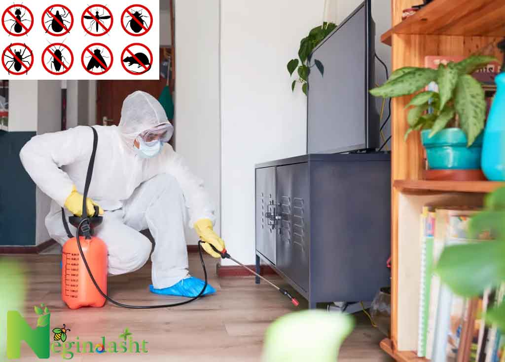 Pest control and spraying in schools