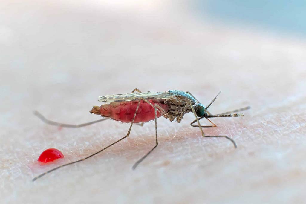 mosquito negindasht pest