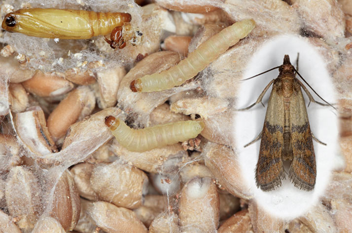 mediterranean flour moths larve