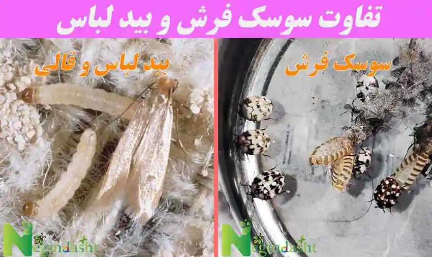 The difference between carpet beetles and willow beetles