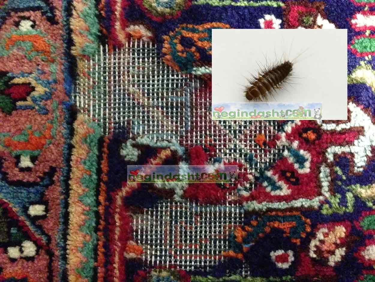 carpet Clothes-Moth سمپاشی بید فرش 