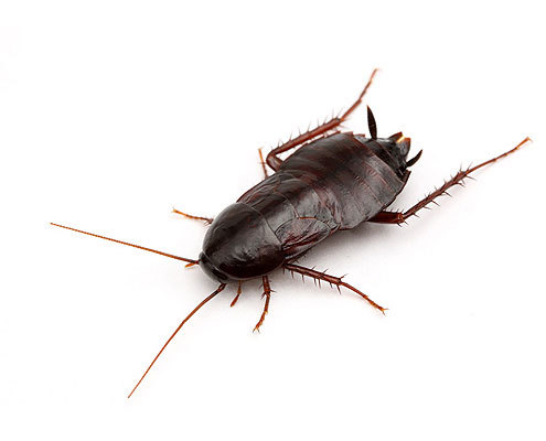 Oriental Cockroaches 495x400