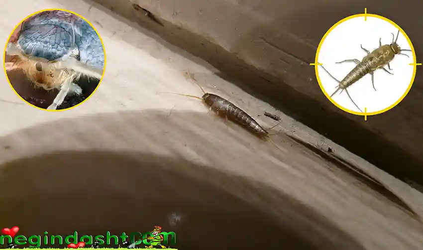 حشره سیلورفیش Lepisma saccharina — ماهی نقره‌ای بید کاغذ