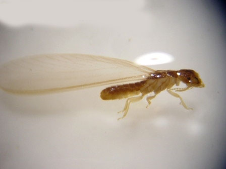 termitidae isoptera 29601 448 × 336