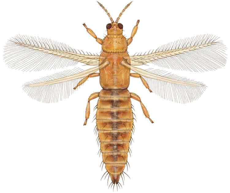 negindasht flower thrips
