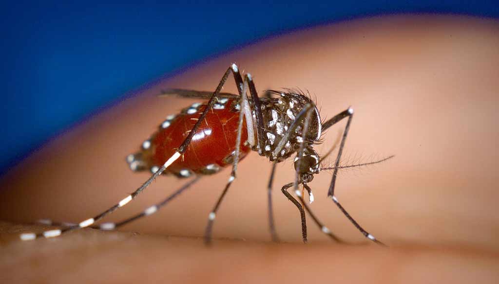 Aedes albopictus negindasht