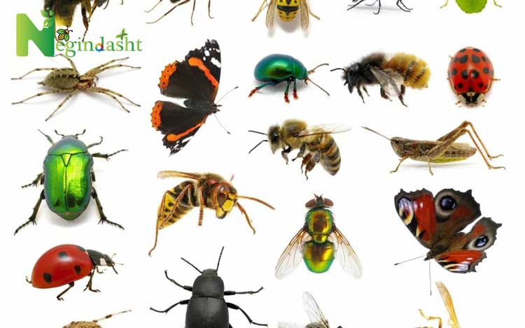 Insect control in the hot season