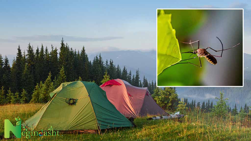 mosquito moscas camping negindasht