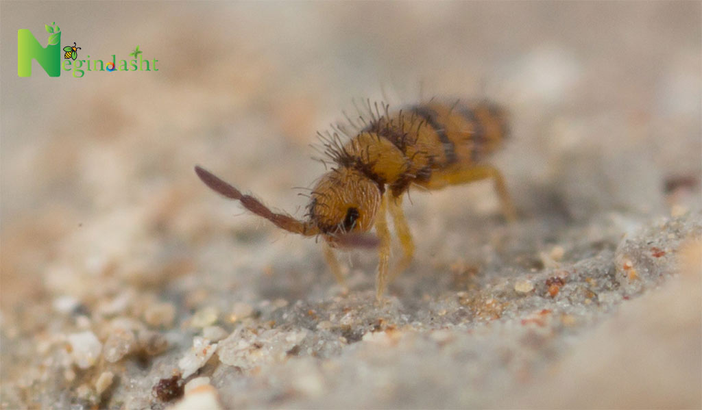 slender springtails negindasht