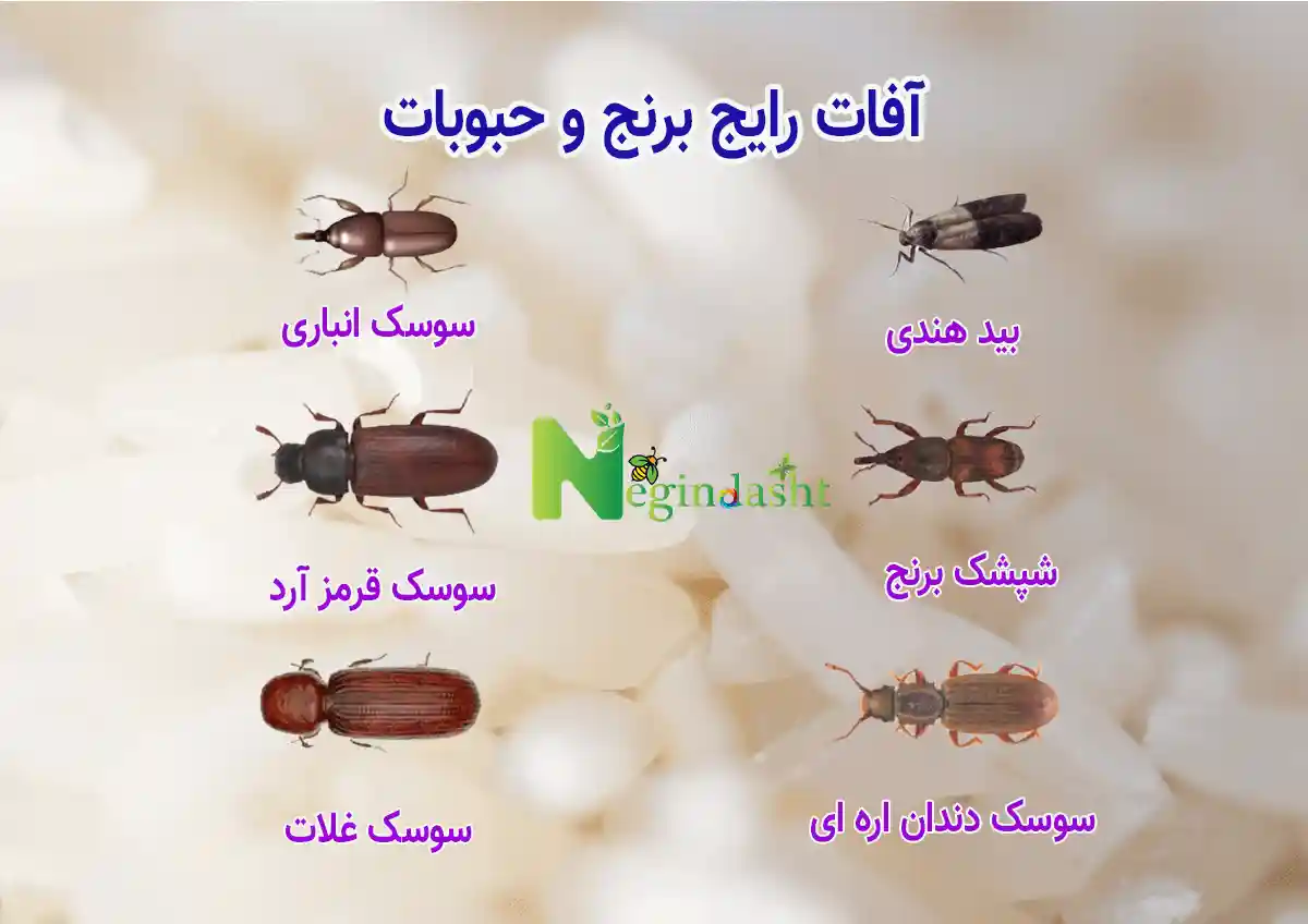 آفات رایج برنج و حبوبات آفات رایج برنج و حبوبات شامل شپشه برنج، بید هندی و سوسکهای انباری مواد غذایی