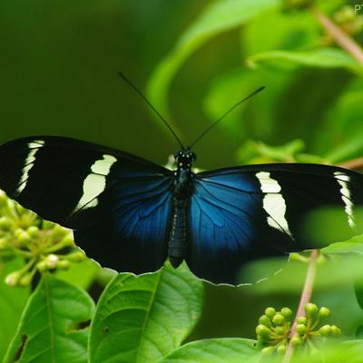 Butterfly 10